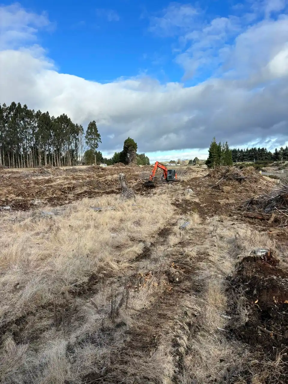 Freshly cleared block with pine shelter belts behind